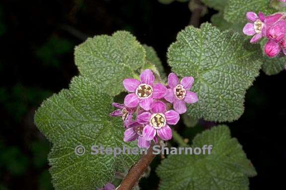 ribes sanguineum 2 graphic